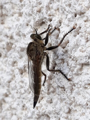 Machimus arthriticus