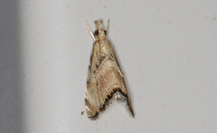 Glaucocharis dilatella