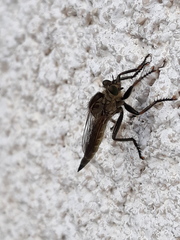 Machimus arthriticus