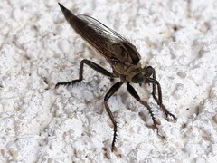 Machimus arthriticus