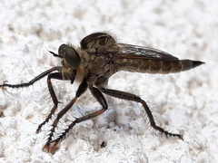 Machimus arthriticus