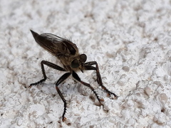 Machimus arthriticus