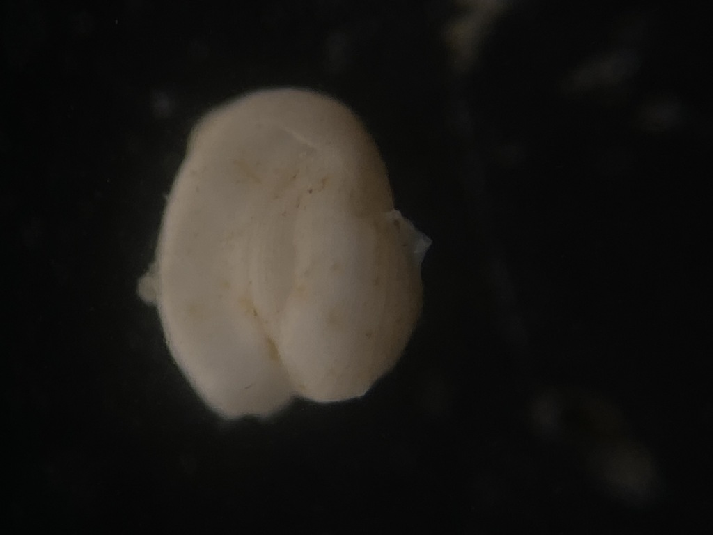 Cribrolinoididae