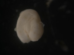 Adelosina bicornis