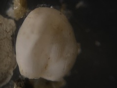 Adelosina bicornis