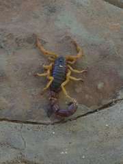 Parabuthus villosus