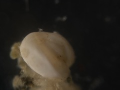 Adelosina bicornis