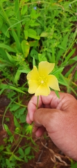 Hibiscus palmatus
