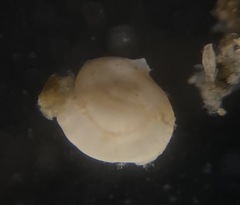 Adelosina bicornis