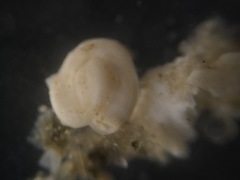 Adelosina bicornis