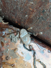 Ascidiella aspersa
