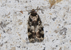 Barea confusella