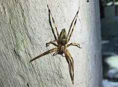 Anyphaenidae