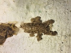 Lepidoptera