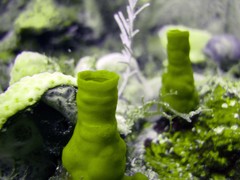 Siphonodictyon coralliphagum