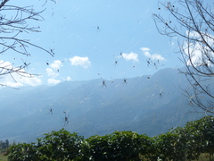 Trichonephila clavata