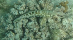 Parapercis australis