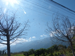 Trichonephila clavata