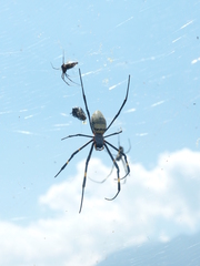 Trichonephila clavata