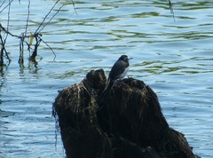 Motacilla alba