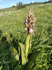 Himantoglossum robertianum