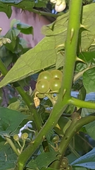 Solanum stramoniifolium