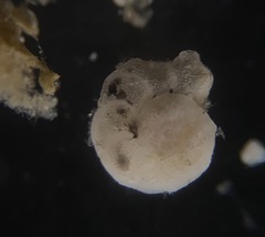 Cibicidoides dispars