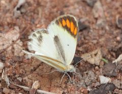 Colotis antevippe gavisa