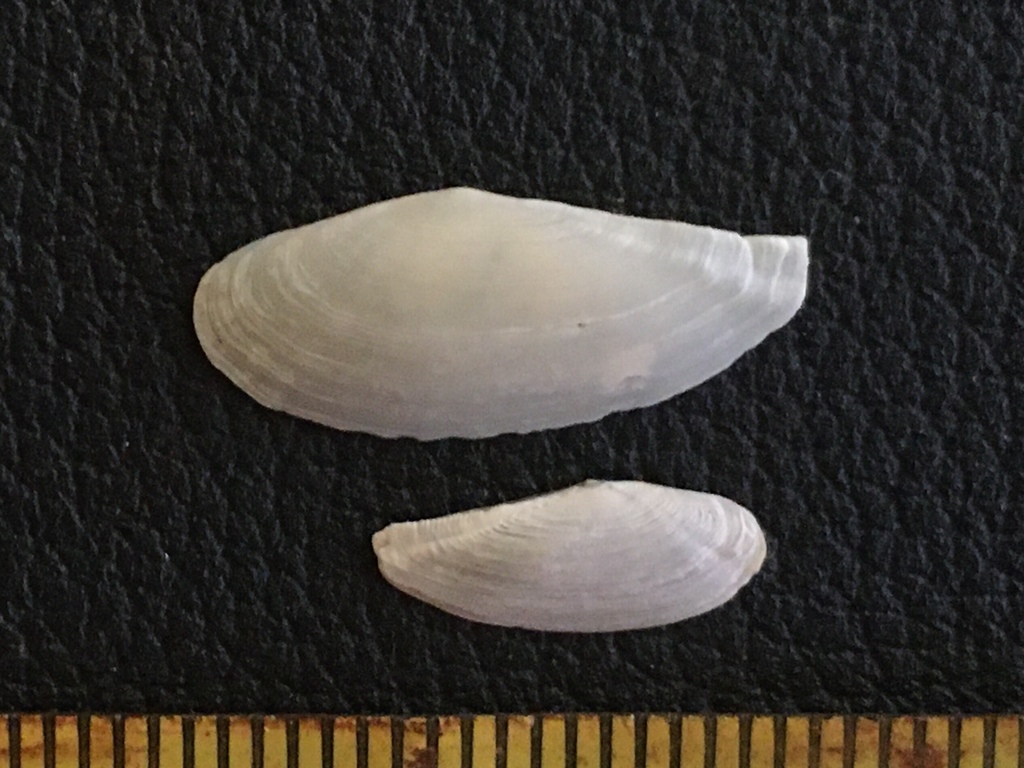 Adrana patagonica