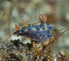 Hypselodoris roo