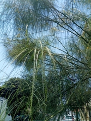 Parkinsonia aculeata