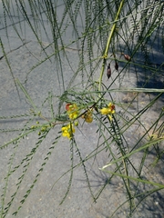 Parkinsonia aculeata