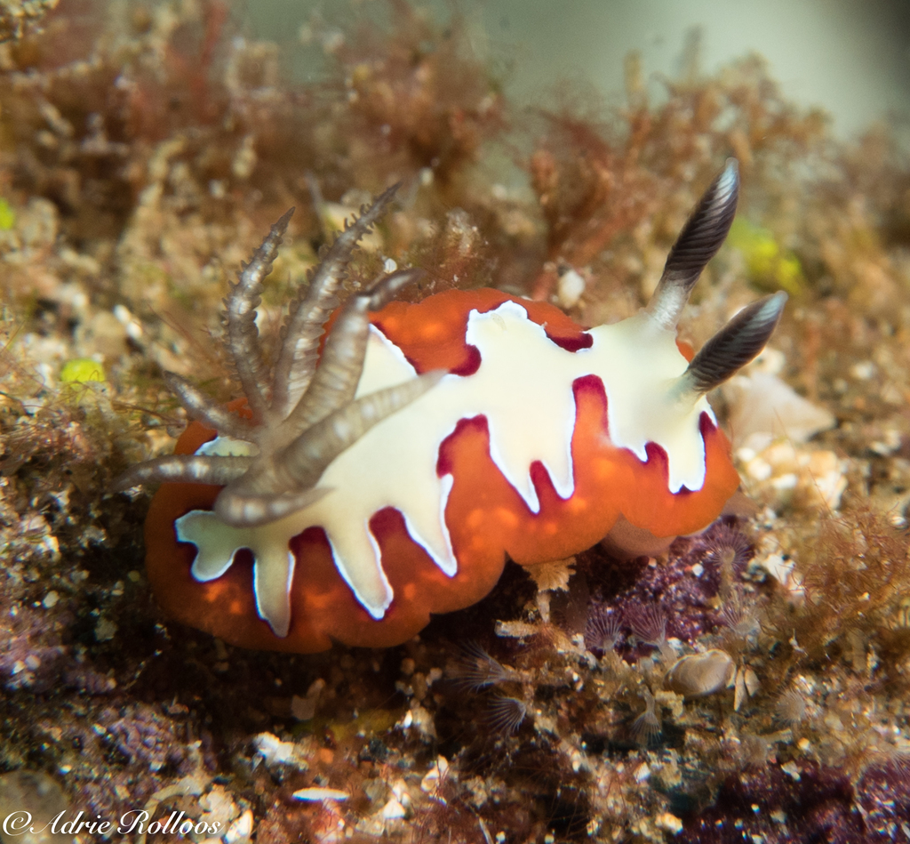 Faithful Sea Slug