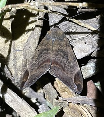 Achaea thermopera