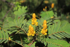Senna reticulata