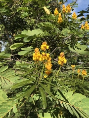 Senna reticulata