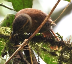Anabacerthia variegaticeps