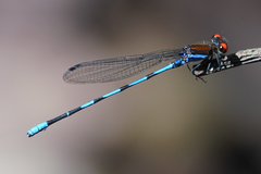 Argia oenea