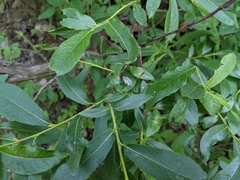 Salix pseudomyrsinites