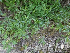 Salix pseudomyrsinites