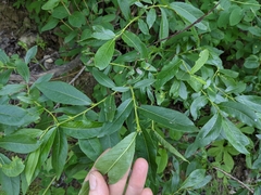 Salix pseudomyrsinites