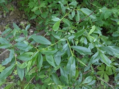 Salix pseudomyrsinites