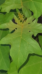 Solanum paniculatum