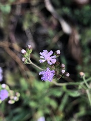 Cyanthillium cinereum