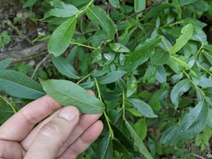 Salix pseudomyrsinites