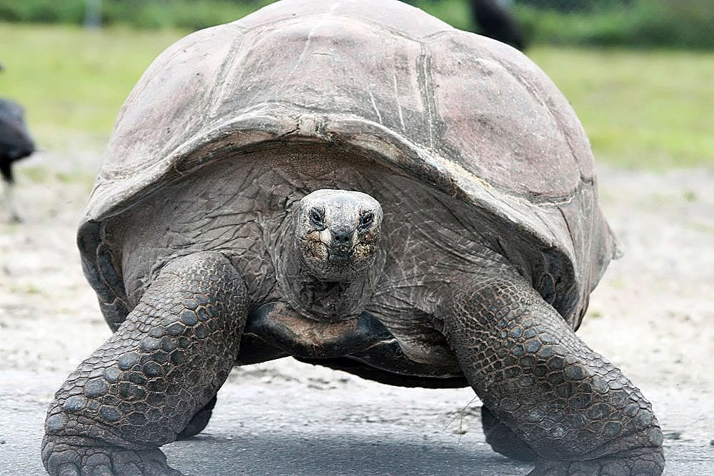 Aldabra Giant Tortoise