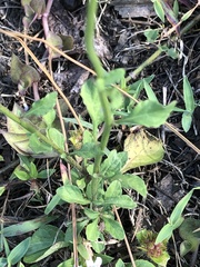 Cyanthillium cinereum