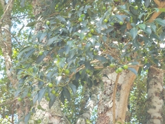 Zanthoxylum rhoifolium