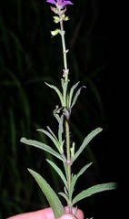 Syncolostemon bracteosus