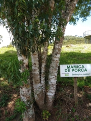 Zanthoxylum rhoifolium